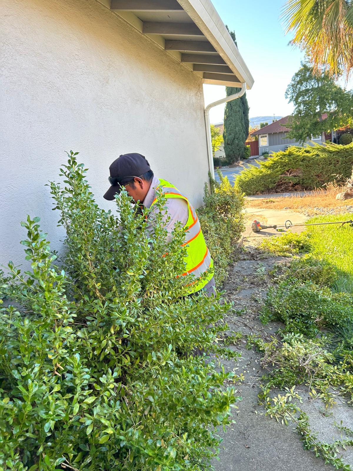 Cardona's team trimming shrubs during a lawn care visit