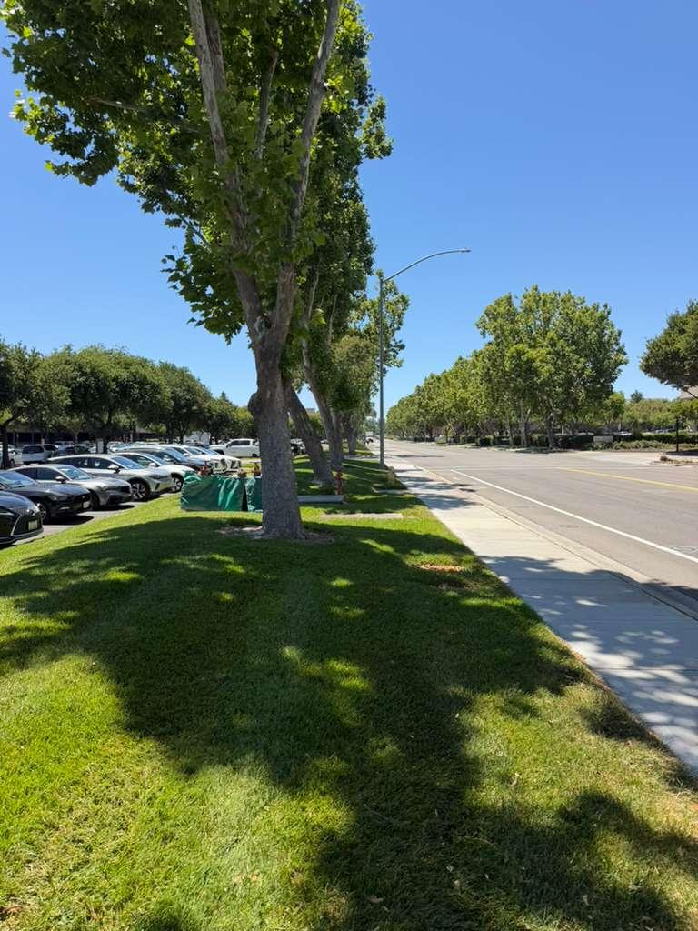 Clean front yard after lawn care service