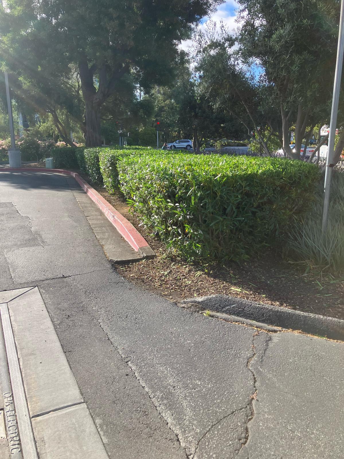 Maintained shrubs along a curb and parking area